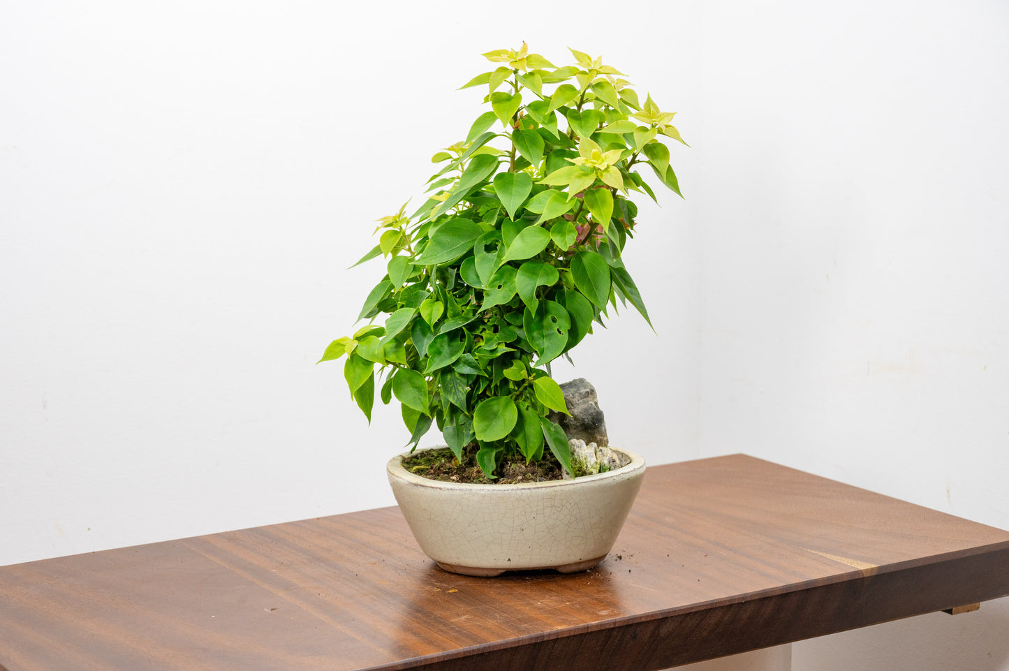 Bougainvillea - Pink Flowering & Rock Bonsai - 16cm