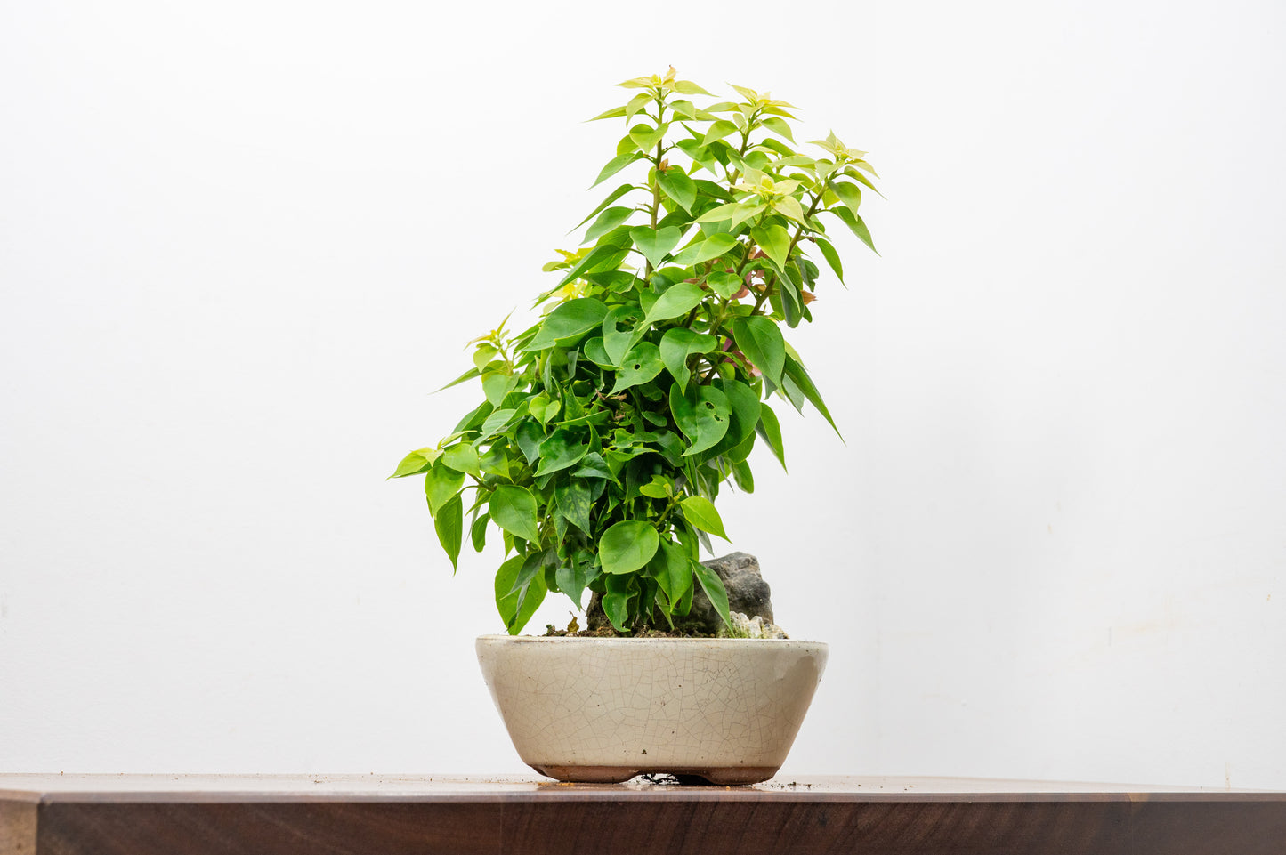 Bougainvillea - Pink Flowering & Rock Bonsai - 16cm