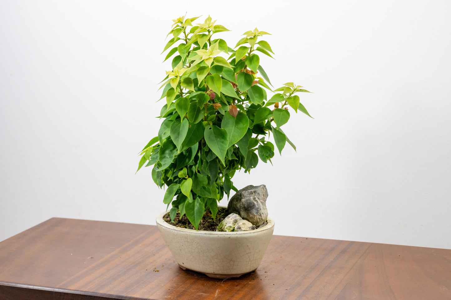 Bougainvillea - Pink Flowering & Rock Bonsai - 16cm
