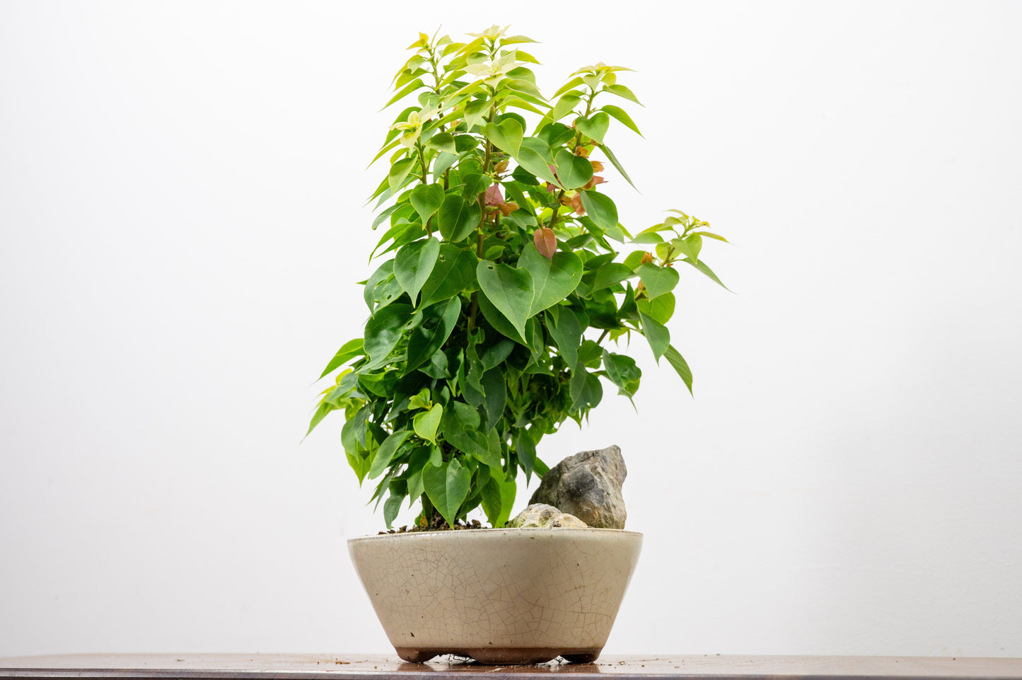 Bougainvillea - Pink Flowering & Rock Bonsai - 16cm