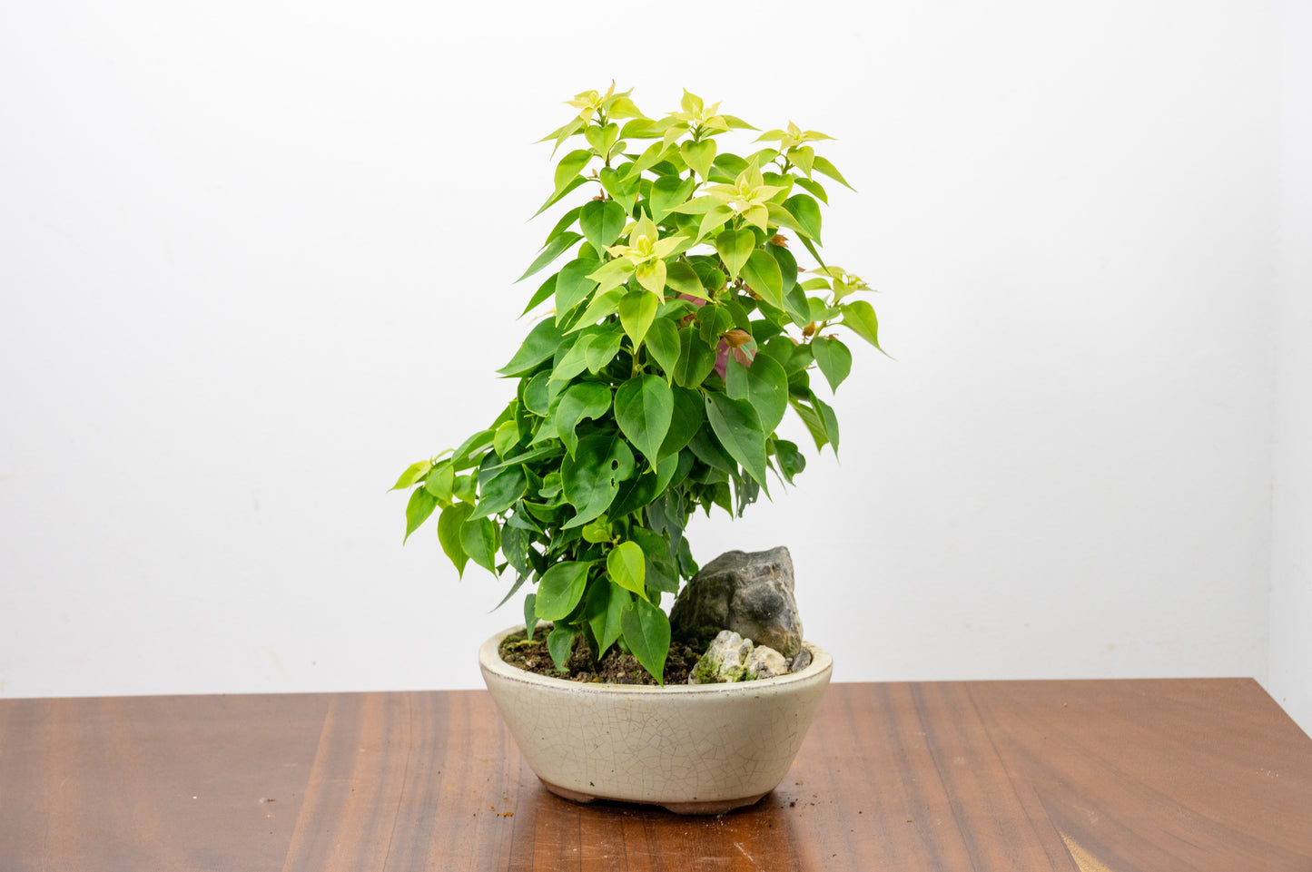 Bougainvillea - Pink Flowering & Rock Bonsai - 16cm