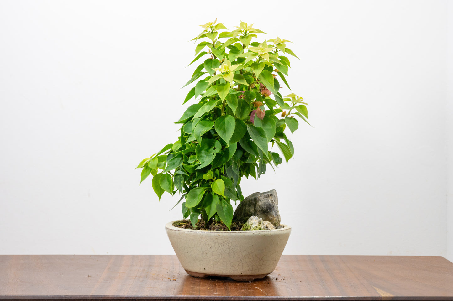 Bougainvillea - Pink Flowering & Rock Bonsai - 16cm