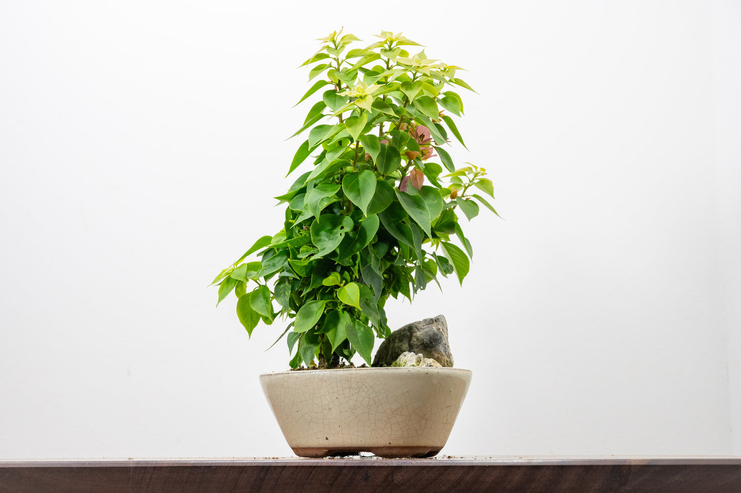 Bougainvillea - Pink Flowering & Rock Bonsai - 16cm