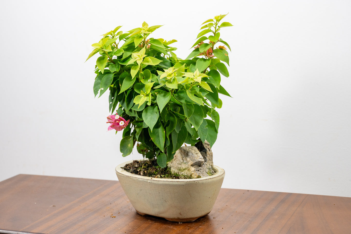Bougainvillea - Pink Flowering & Rock Bonsai - 16cm
