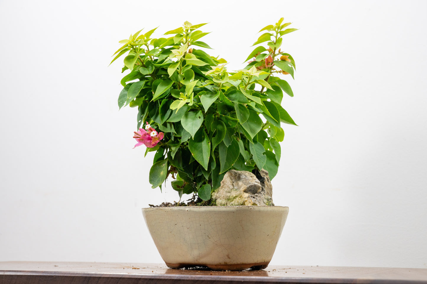 Bougainvillea - Pink Flowering & Rock Bonsai - 16cm