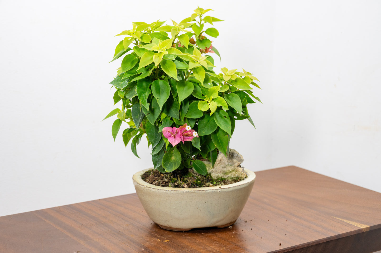 Bougainvillea - Pink Flowering & Rock Bonsai - 16cm