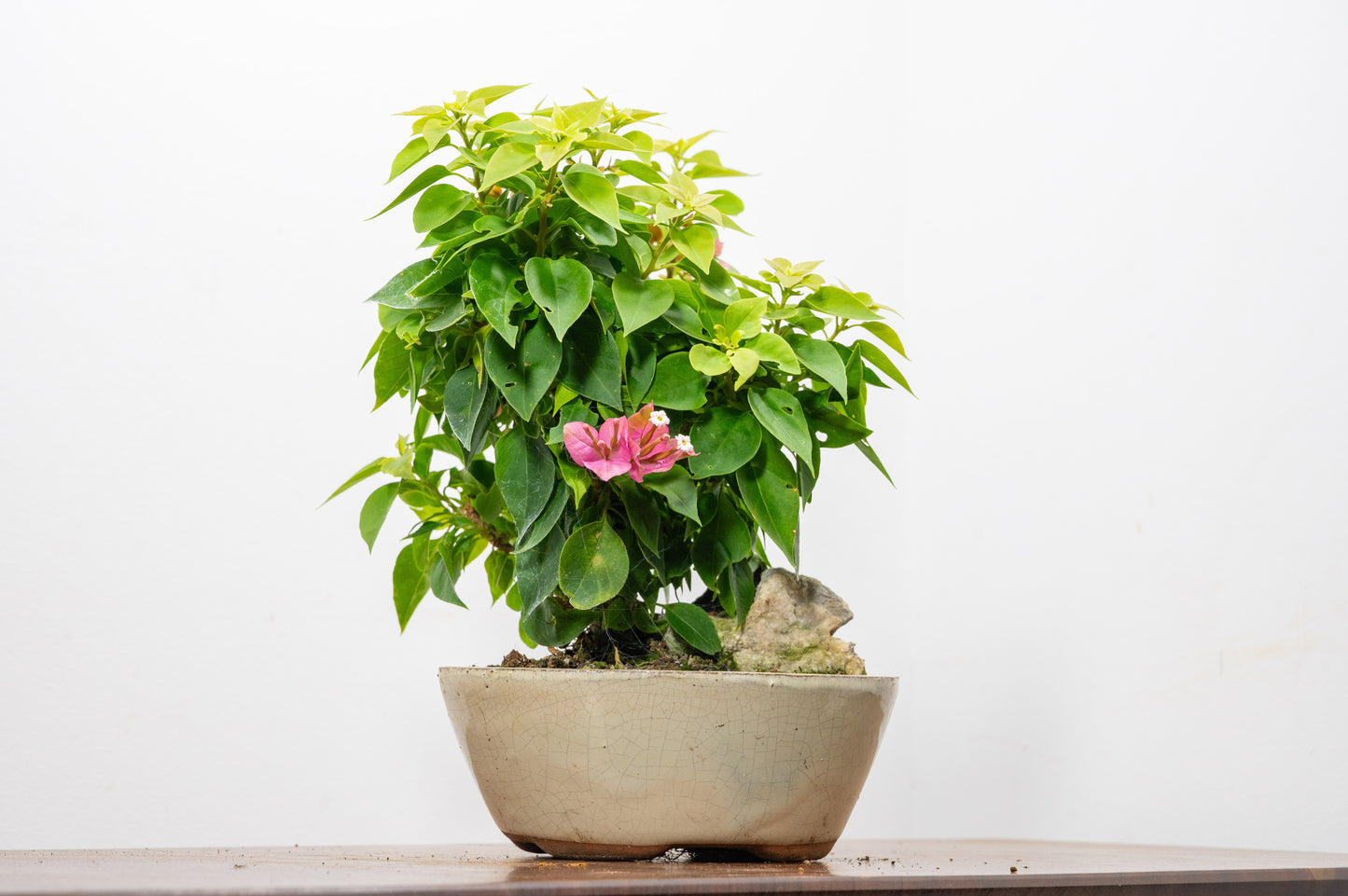 Bougainvillea - Pink Flowering & Rock Bonsai - 16cm