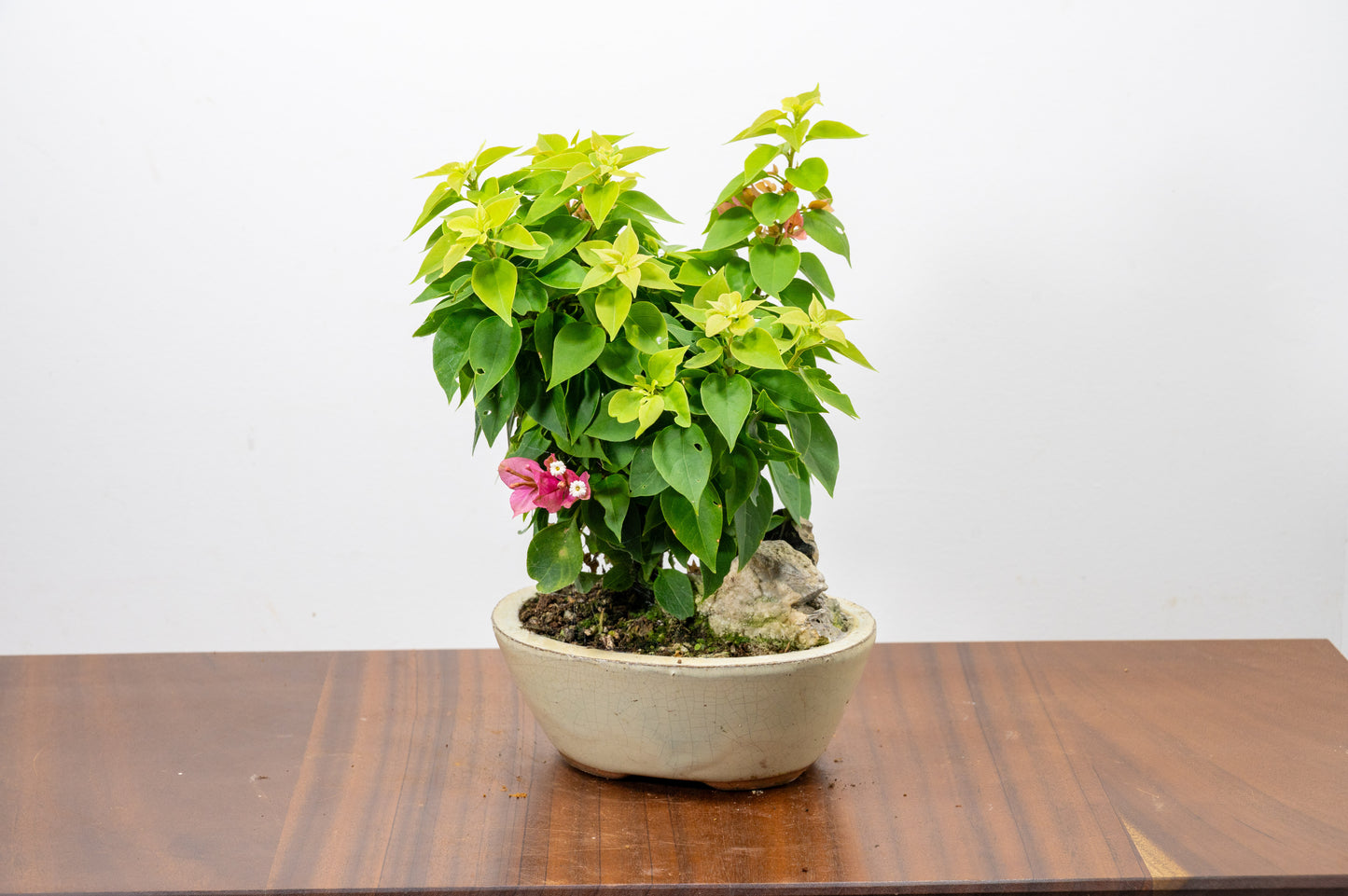 Bougainvillea - Pink Flowering & Rock Bonsai - 16cm