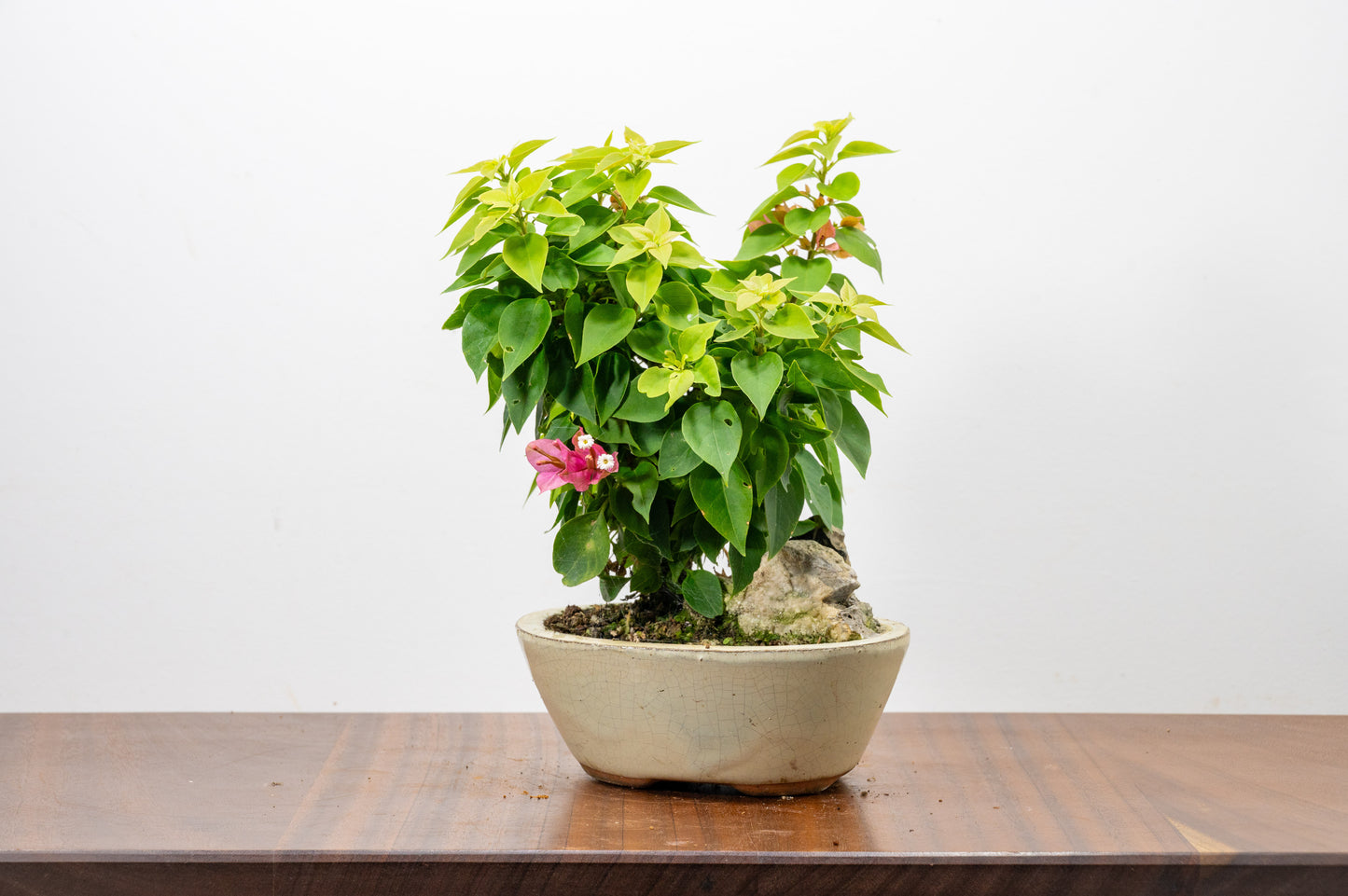 Bougainvillea - Pink Flowering & Rock Bonsai - 16cm