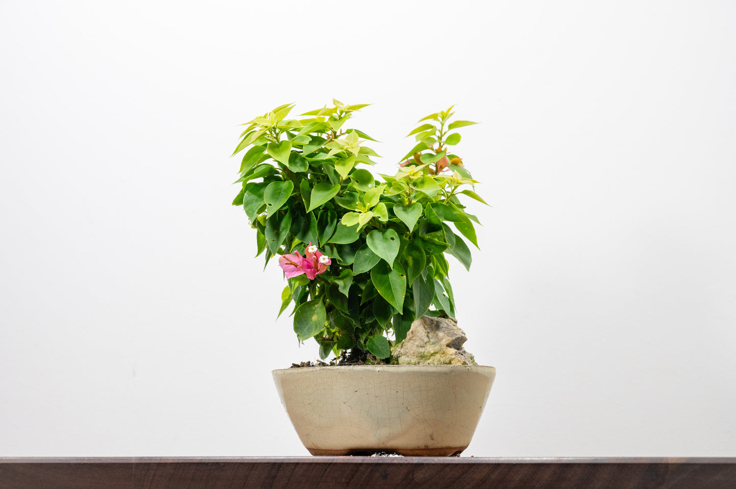 Bougainvillea - Pink Flowering & Rock Bonsai - 16cm