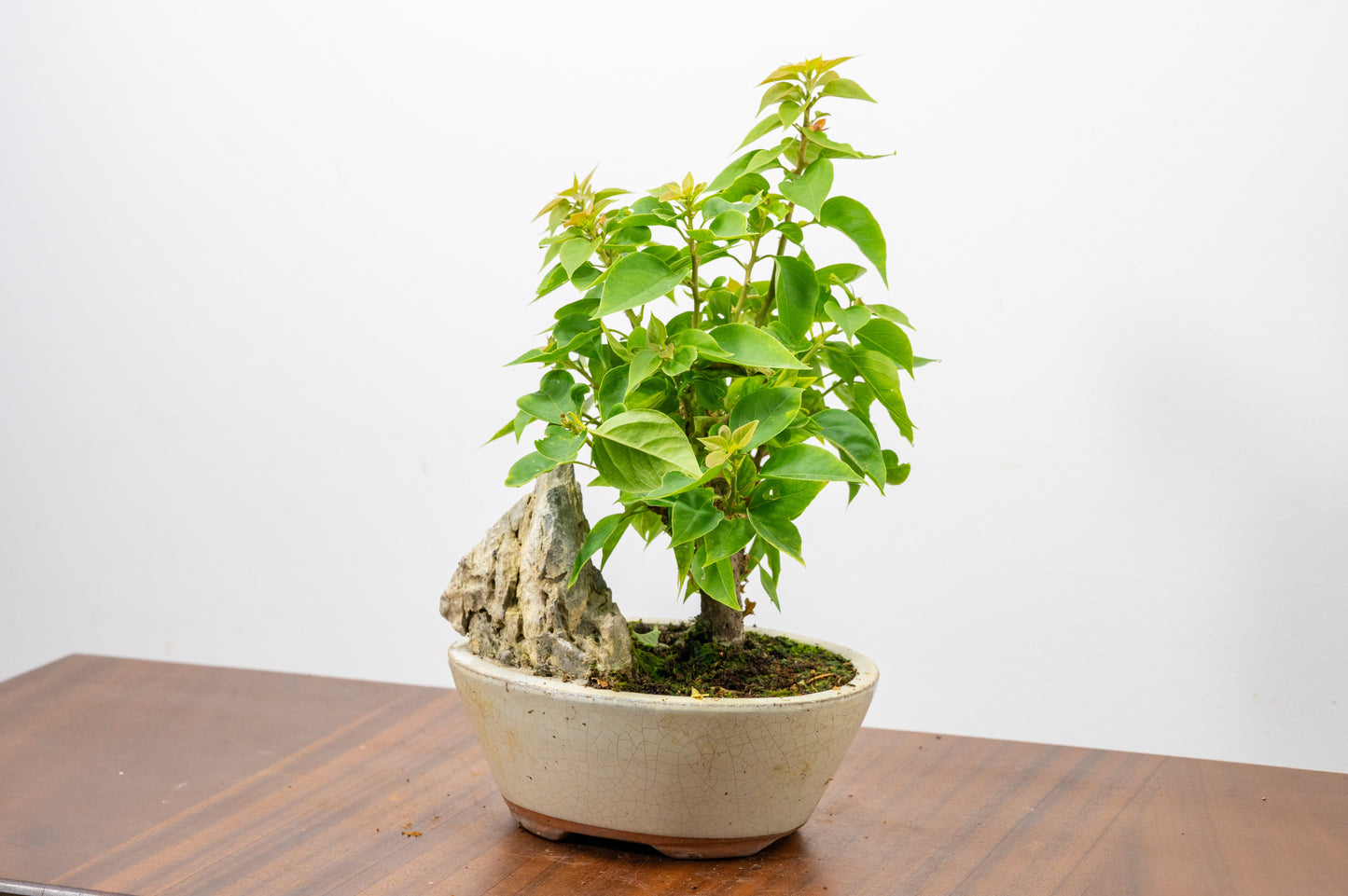 Bougainvillea - Pink Flowering & Rock Bonsai - 16cm