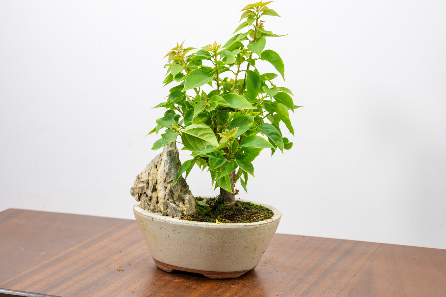 Bougainvillea - Pink Flowering & Rock Bonsai - 16cm