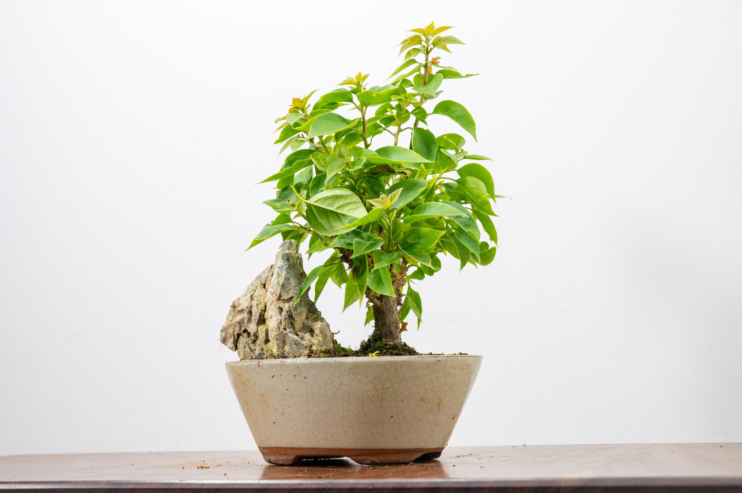 Bougainvillea - Pink Flowering & Rock Bonsai - 16cm