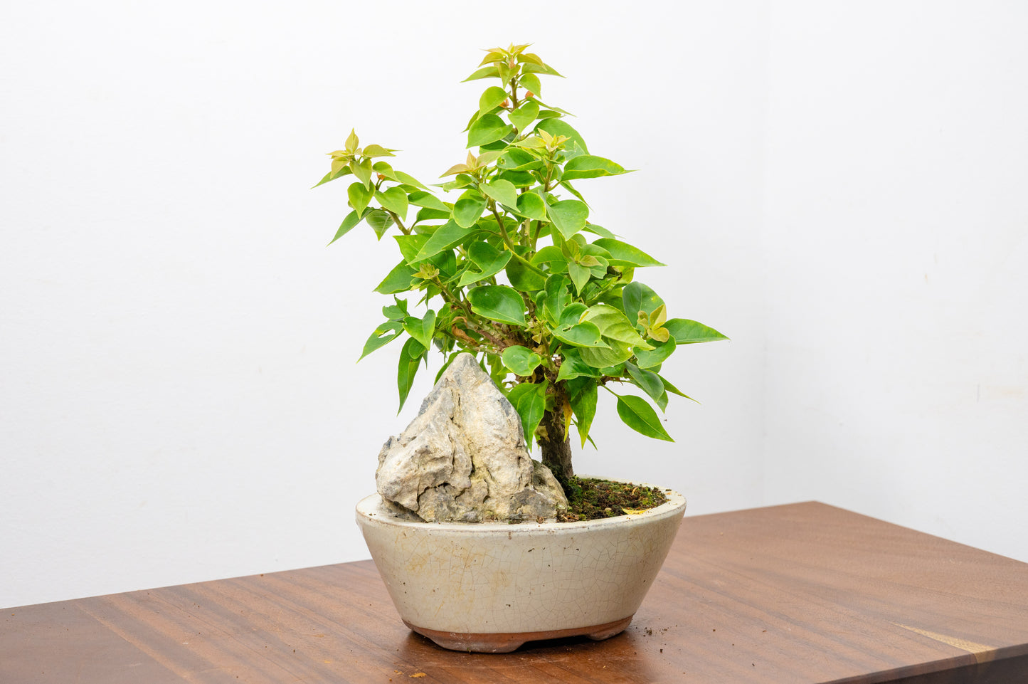 Bougainvillea - Pink Flowering & Rock Bonsai - 16cm