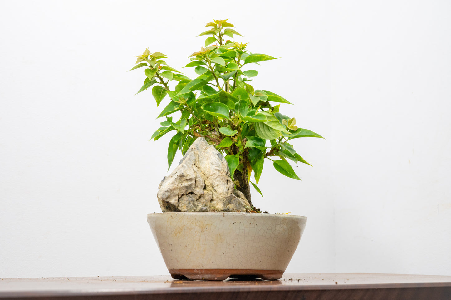 Bougainvillea - Pink Flowering & Rock Bonsai - 16cm