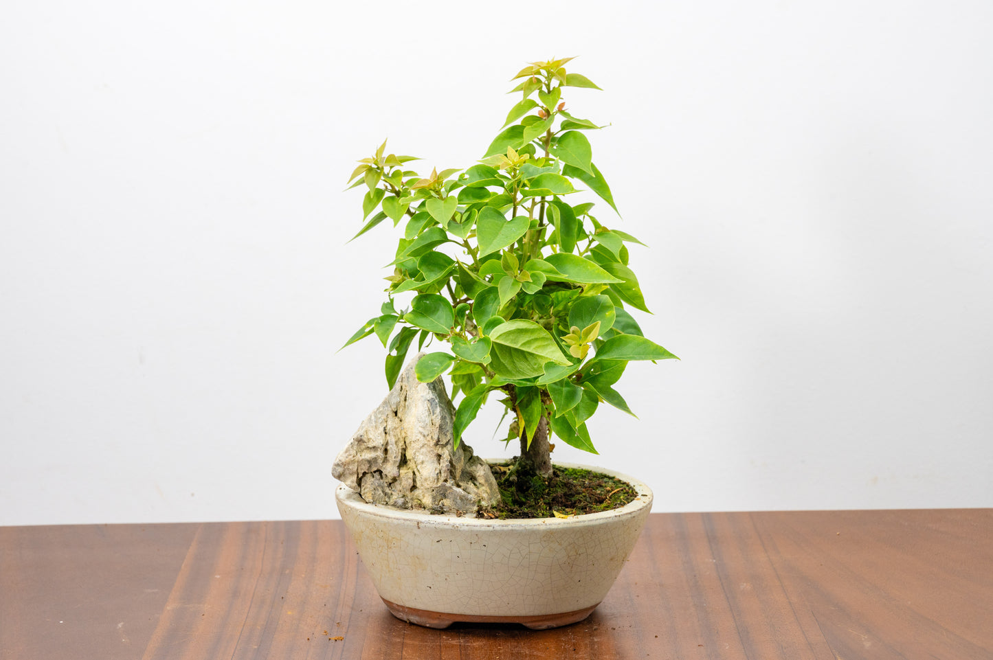 Bougainvillea - Pink Flowering & Rock Bonsai - 16cm
