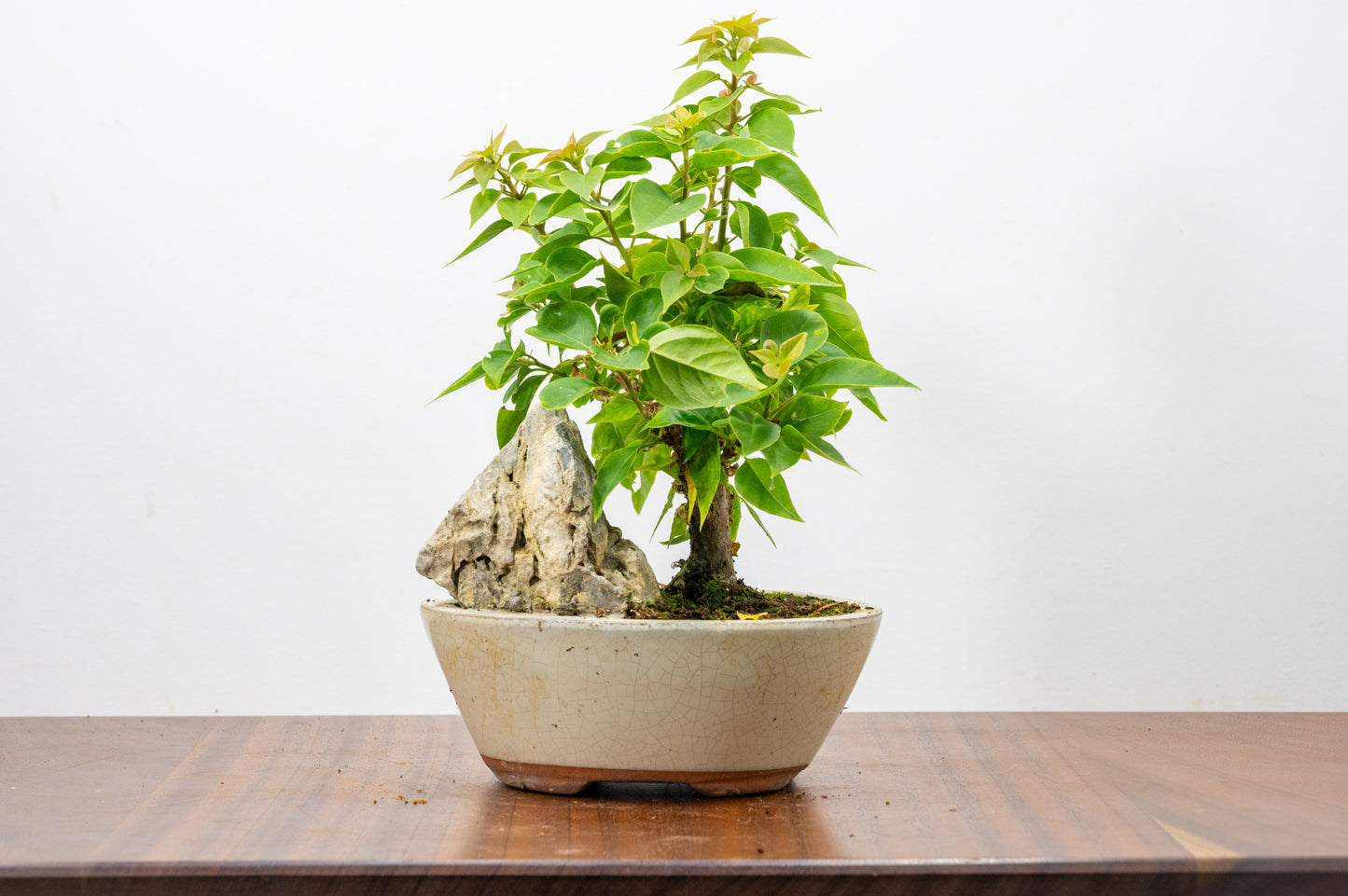 Bougainvillea - Pink Flowering & Rock Bonsai - 16cm