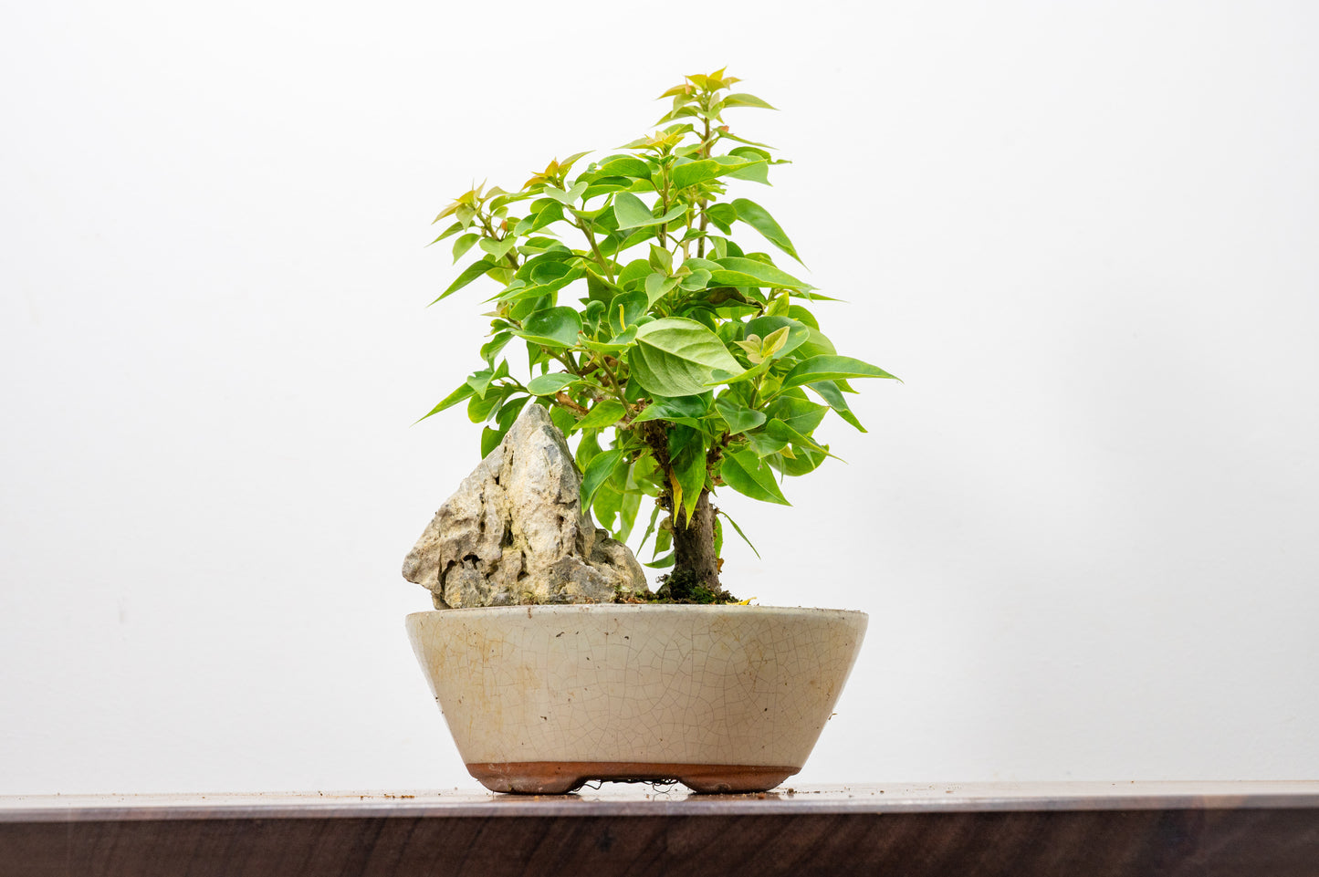 Bougainvillea - Pink Flowering & Rock Bonsai - 16cm