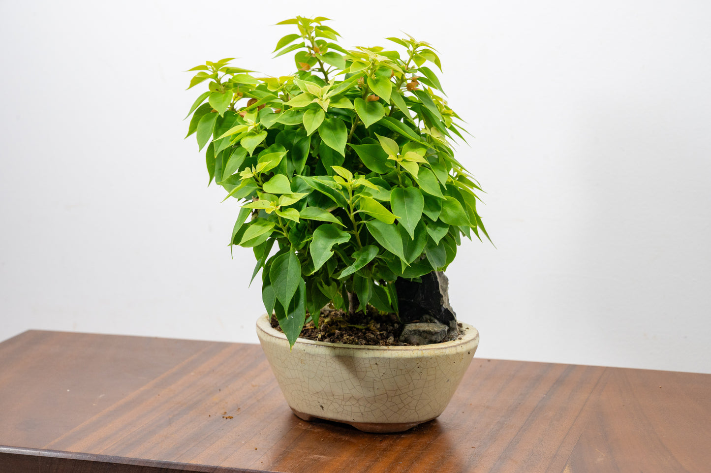 Bougainvillea - Pink Flowering & Rock Bonsai - 16cm