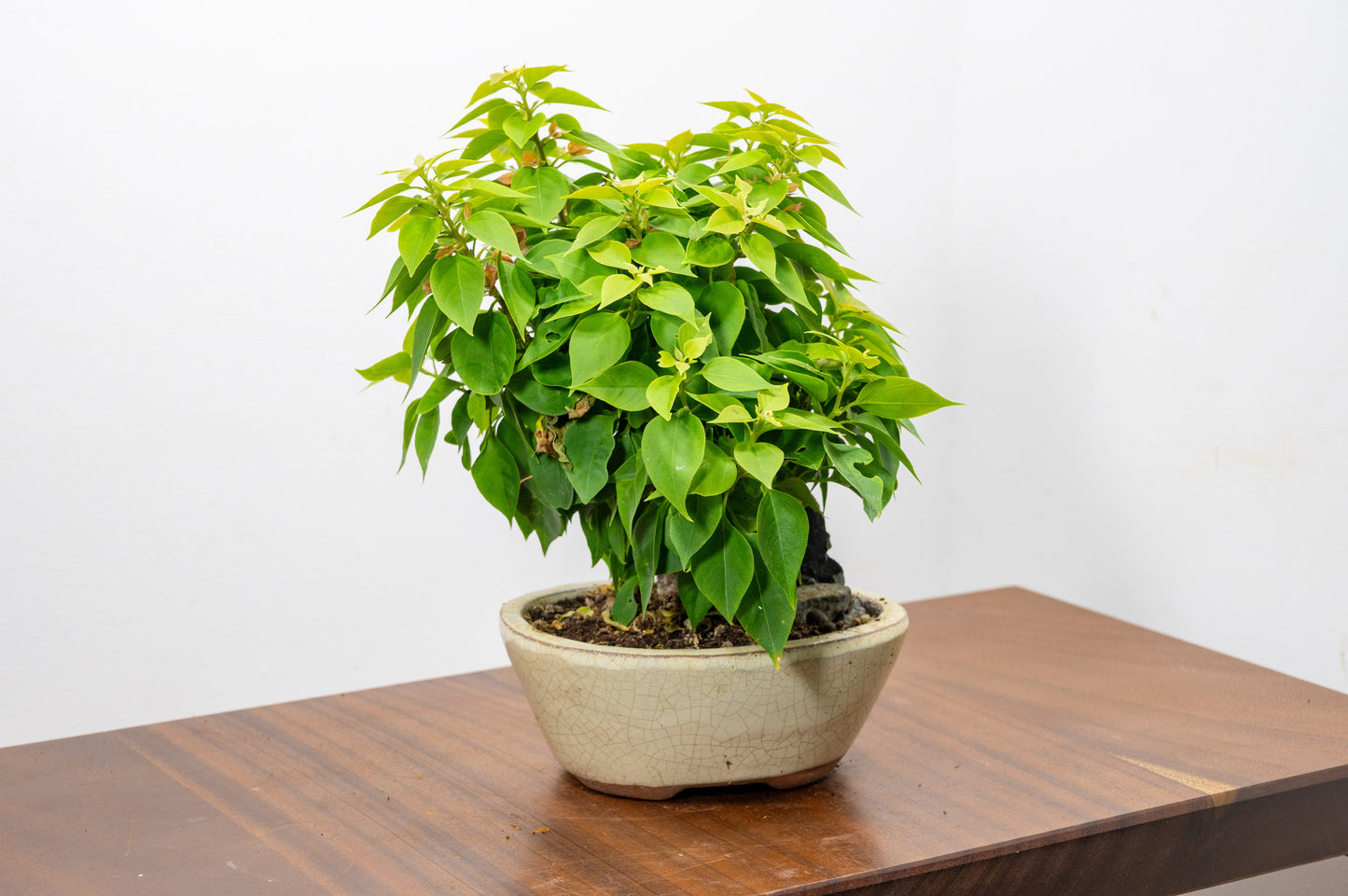 Bougainvillea - Pink Flowering & Rock Bonsai - 16cm