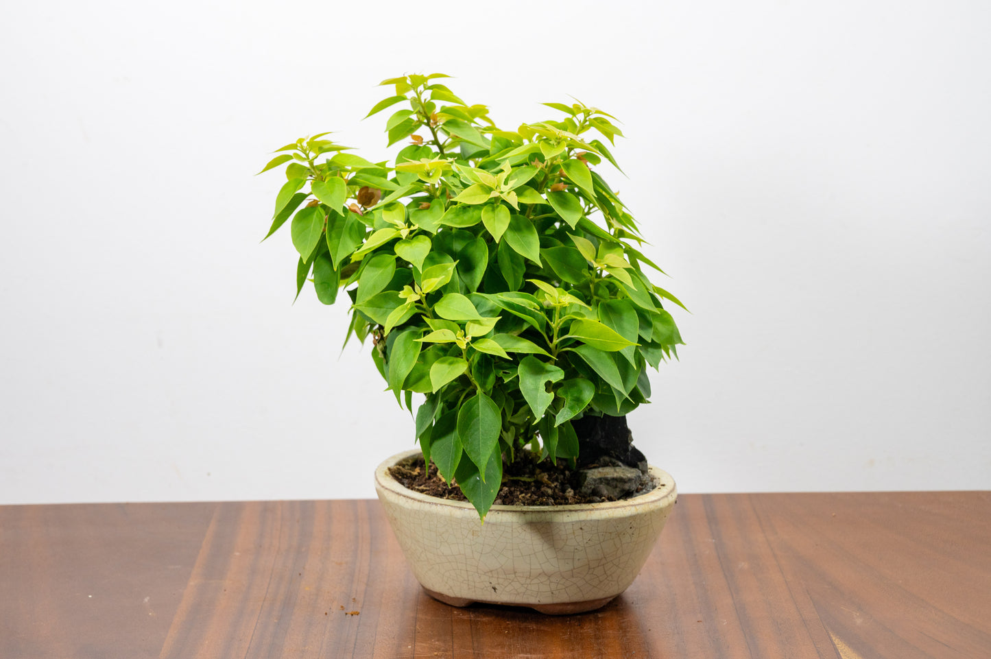 Bougainvillea - Pink Flowering & Rock Bonsai - 16cm
