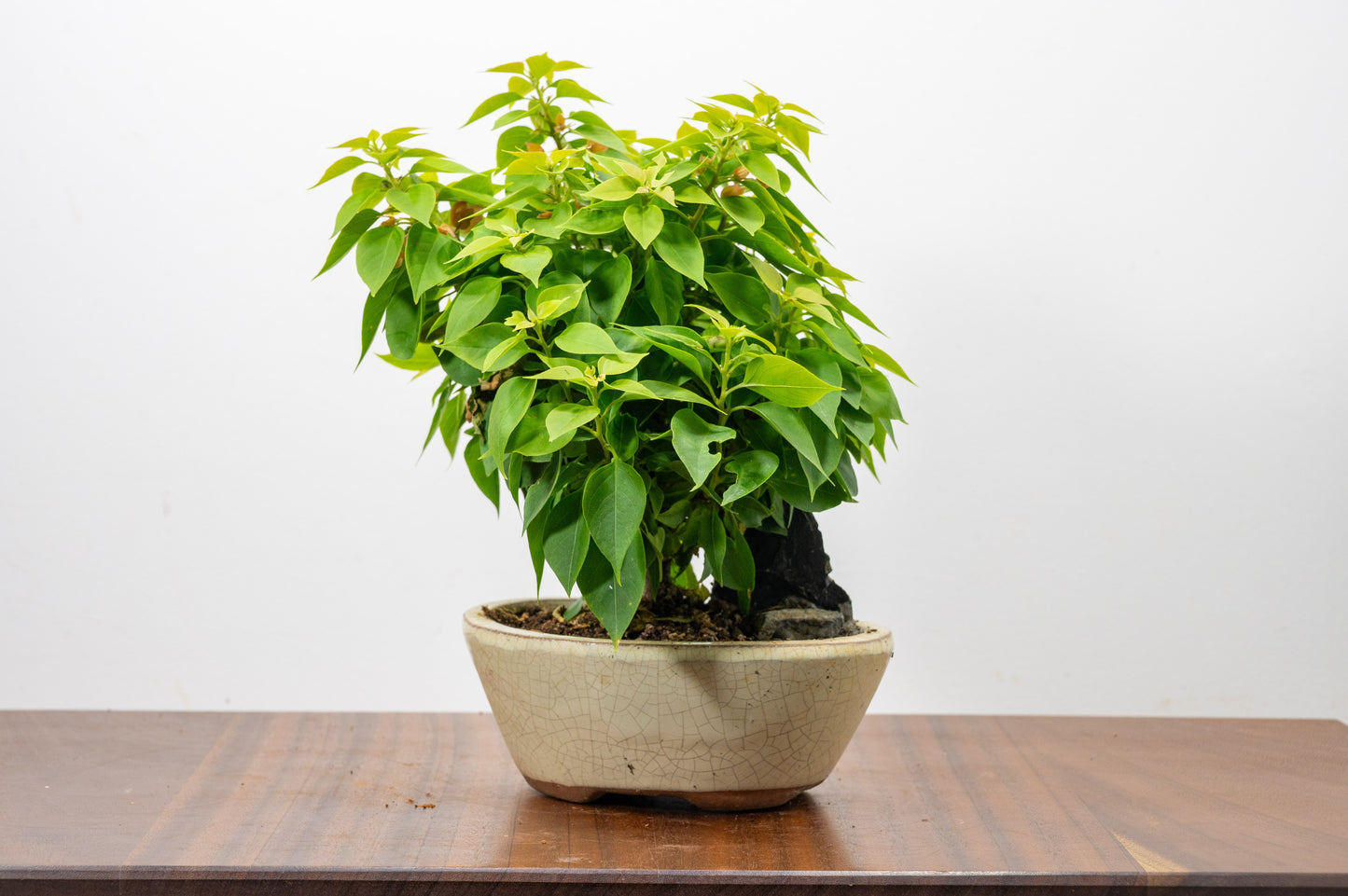 Bougainvillea - Pink Flowering & Rock Bonsai - 16cm