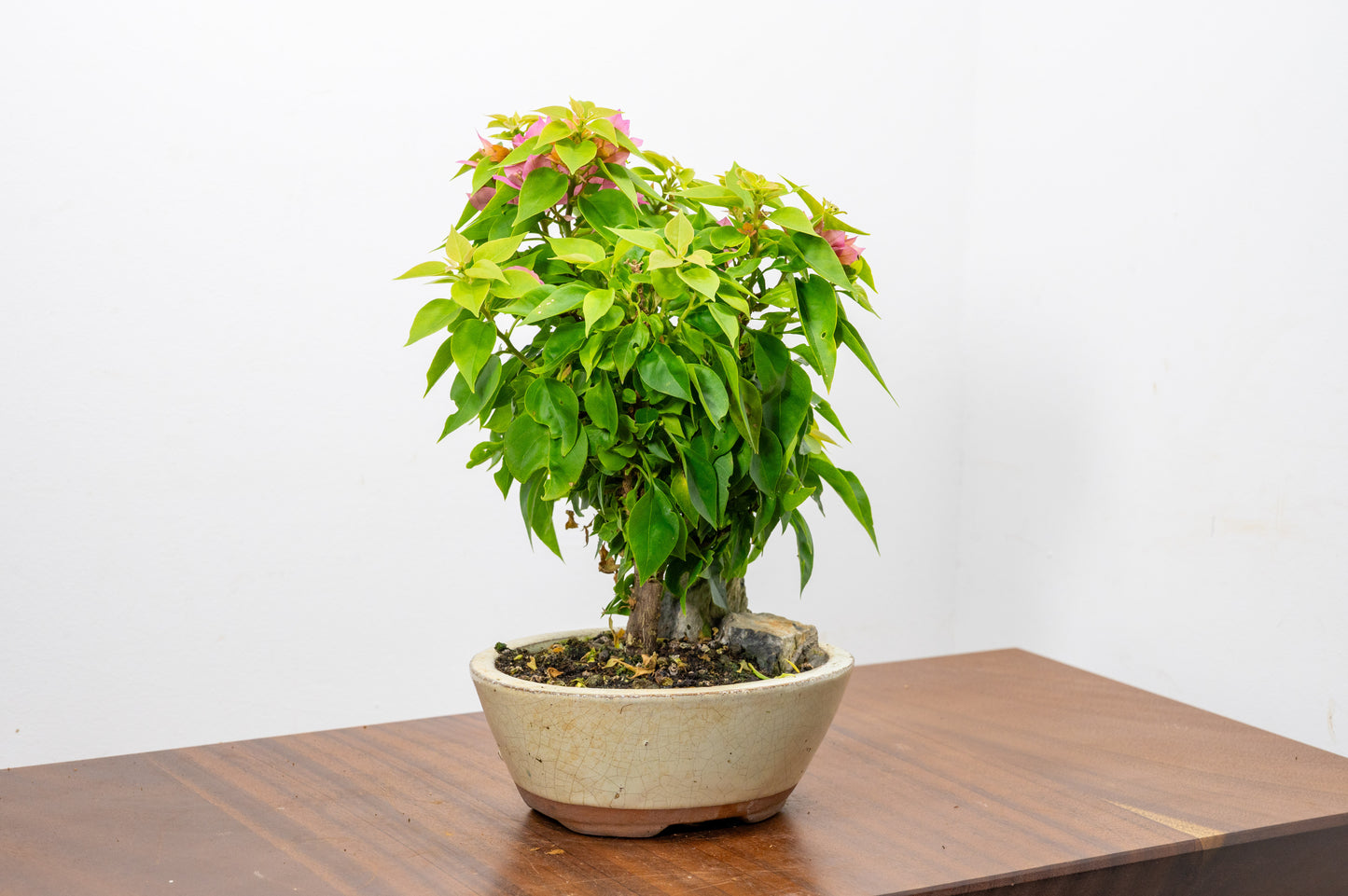 Bougainvillea - Pink Flowering & Rock Bonsai - 16cm
