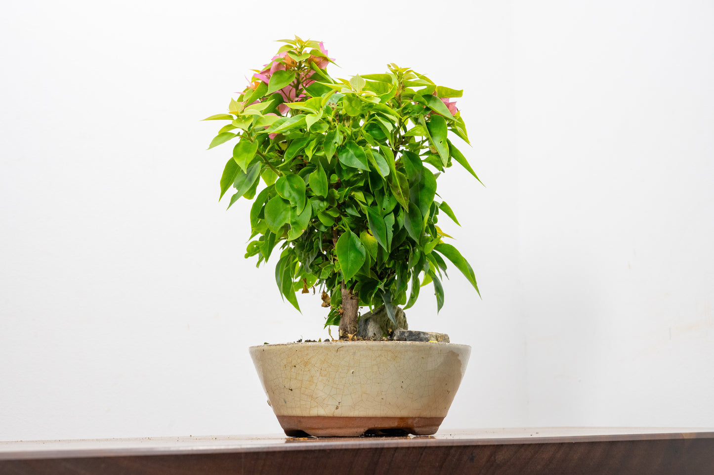 Bougainvillea - Pink Flowering & Rock Bonsai - 16cm