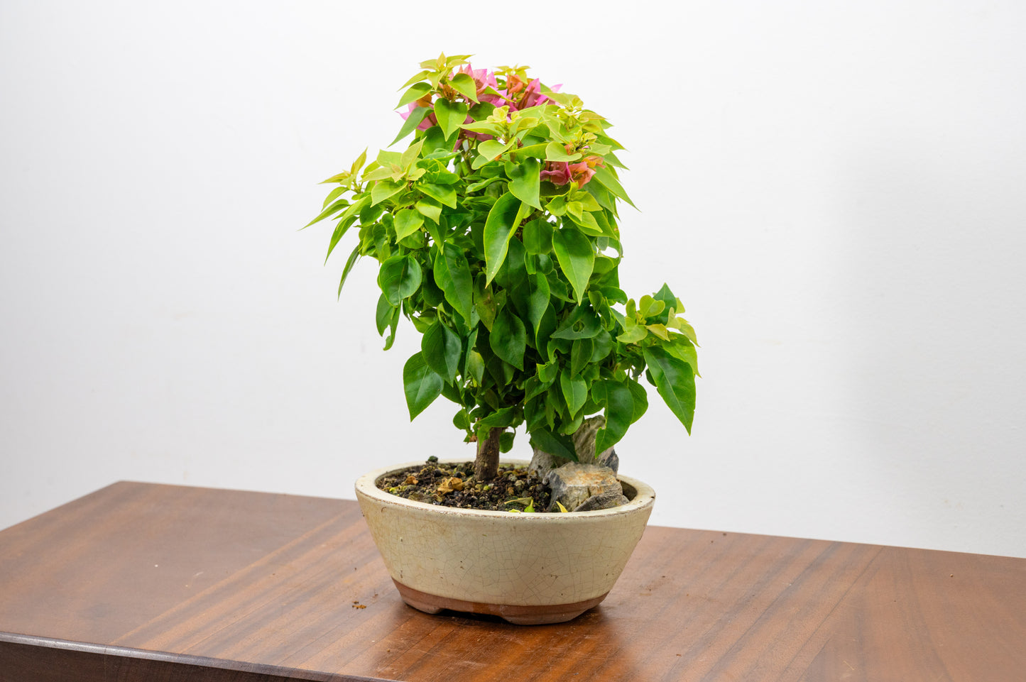 Bougainvillea - Pink Flowering & Rock Bonsai - 16cm