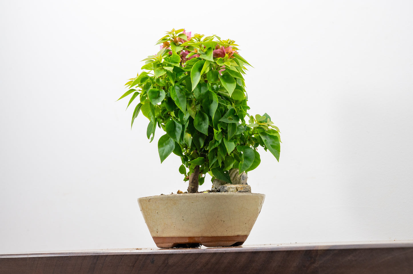Bougainvillea - Pink Flowering & Rock Bonsai - 16cm