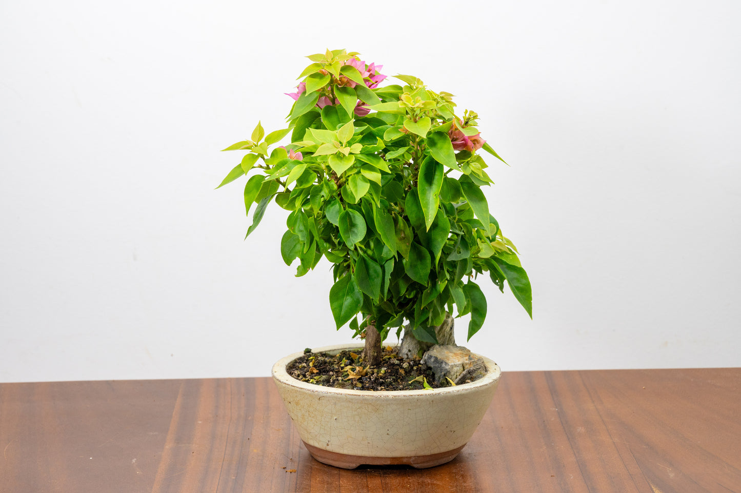 Bougainvillea - Pink Flowering & Rock Bonsai - 16cm