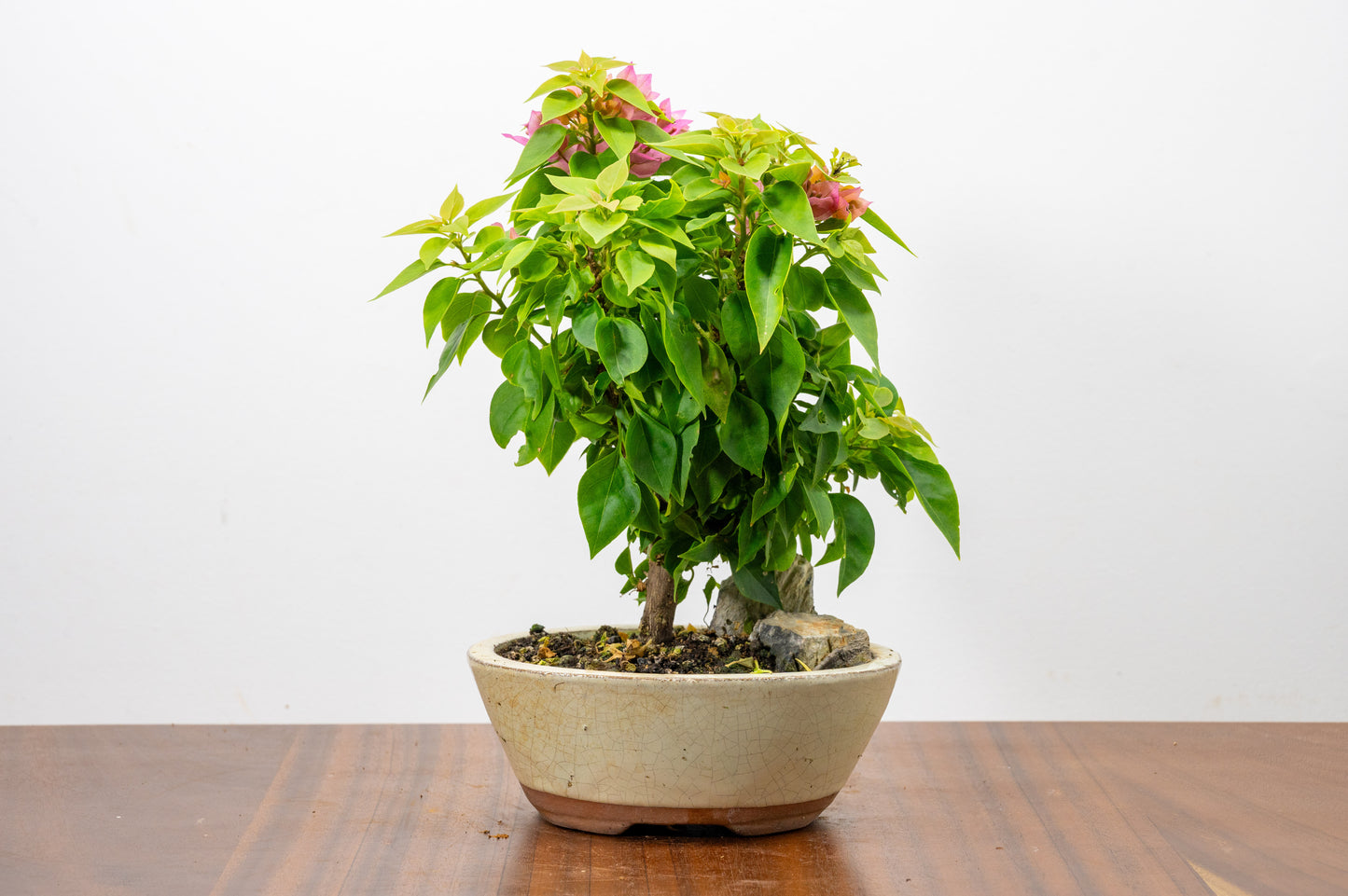 Bougainvillea - Pink Flowering & Rock Bonsai - 16cm
