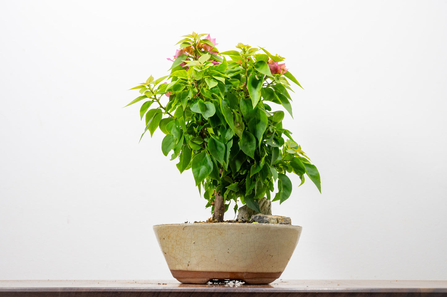 Bougainvillea - Pink Flowering & Rock Bonsai - 16cm