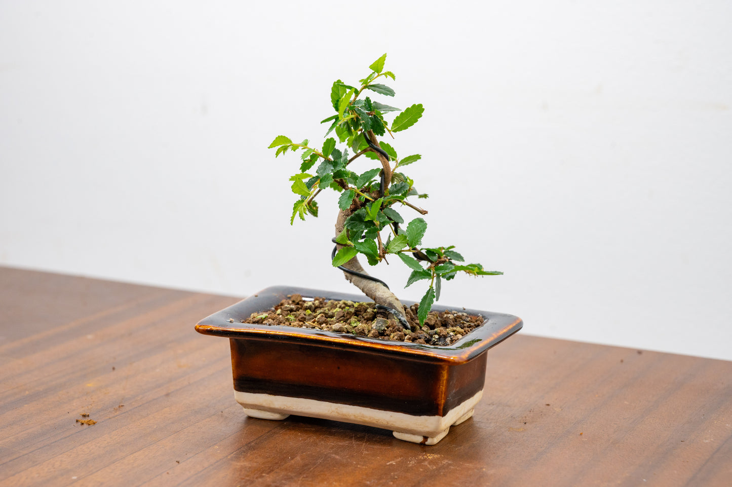 Chinese Elm 'MAME' Bonsai in 11 cm Dark Brown Ceramic Pot