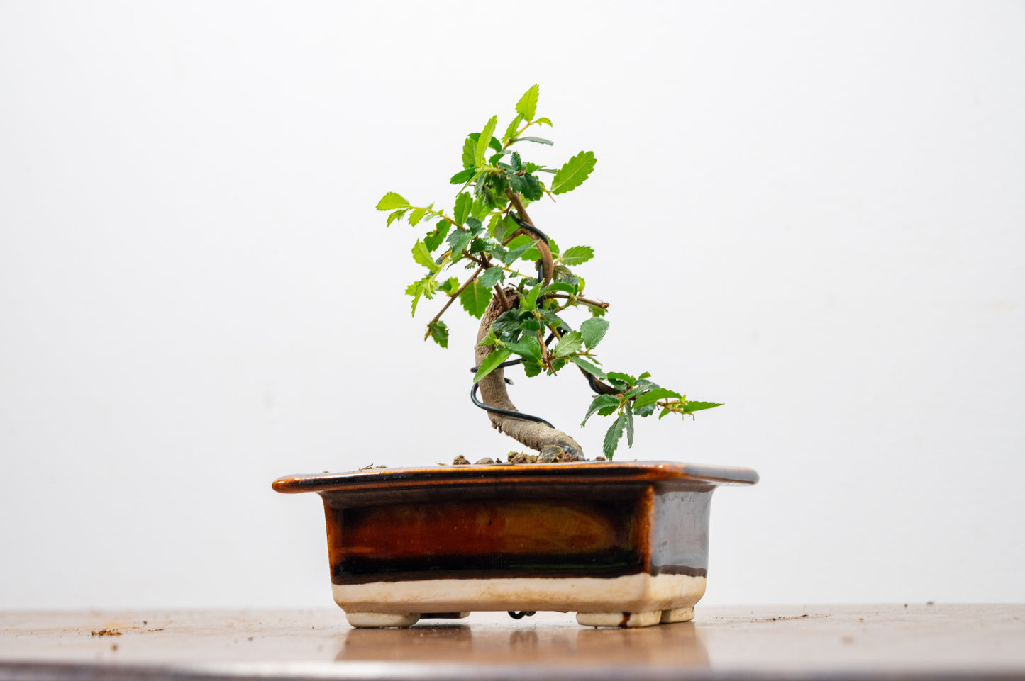 Chinese Elm 'MAME' Bonsai in 11 cm Dark Brown Ceramic Pot