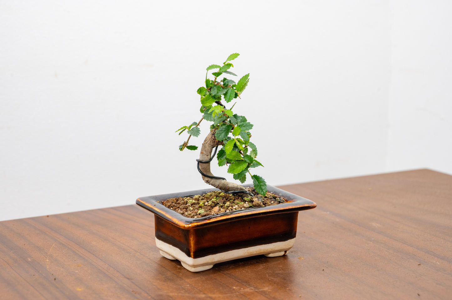 Chinese Elm 'MAME' Bonsai in 11 cm Dark Brown Ceramic Pot