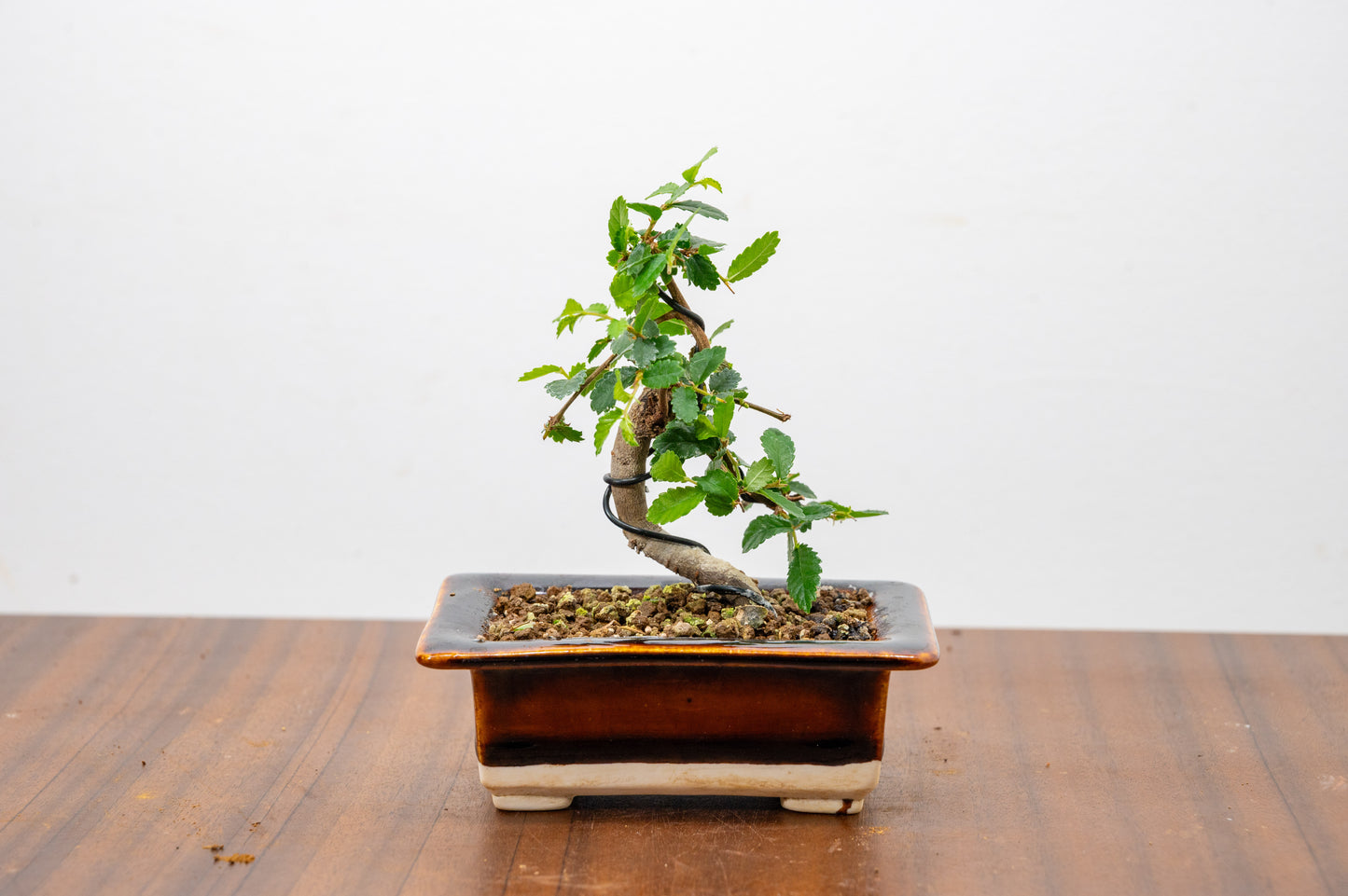 Chinese Elm 'MAME' Bonsai in 11 cm Dark Brown Ceramic Pot