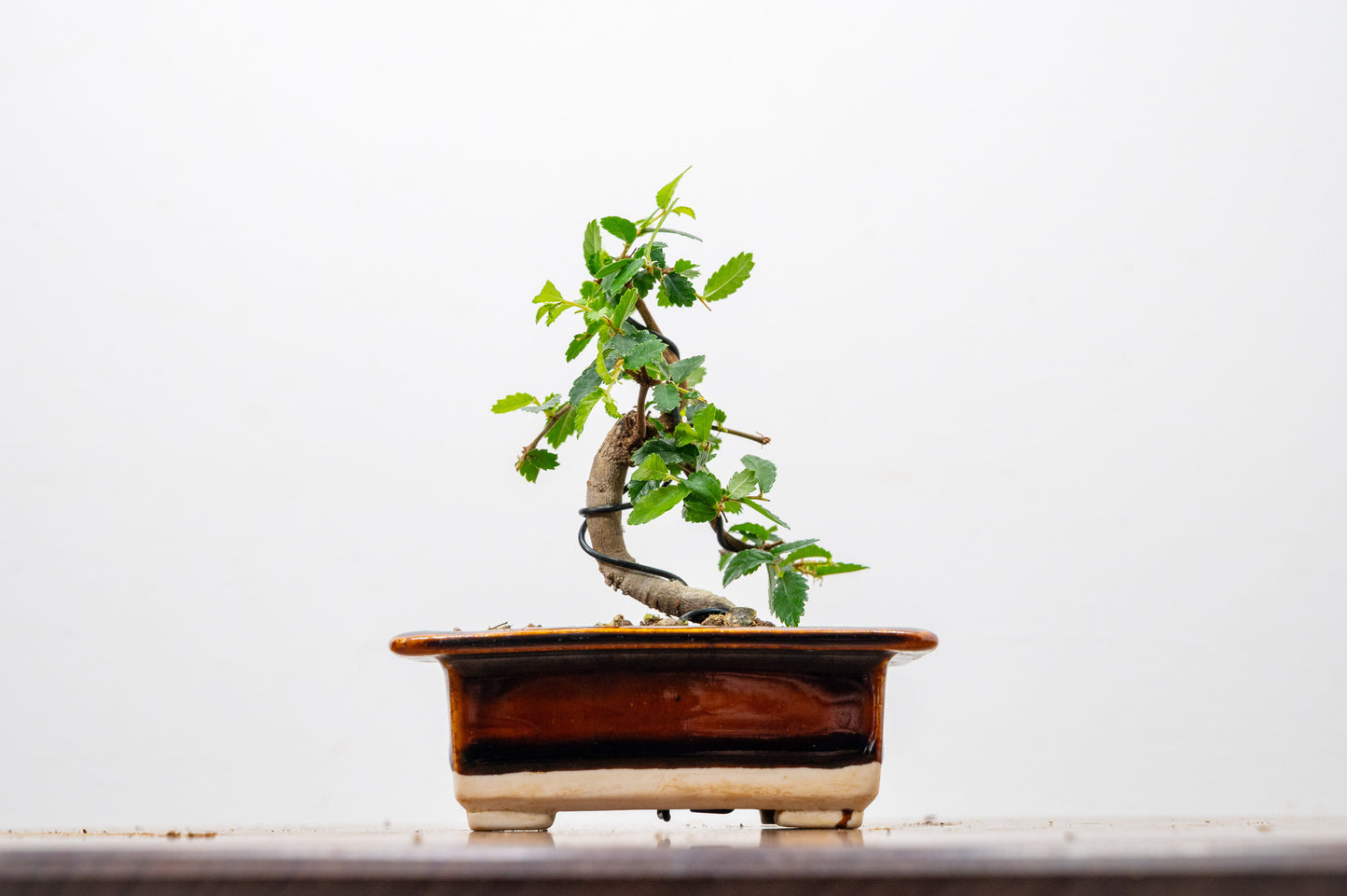 Chinese Elm 'MAME' Bonsai in 11 cm Dark Brown Ceramic Pot