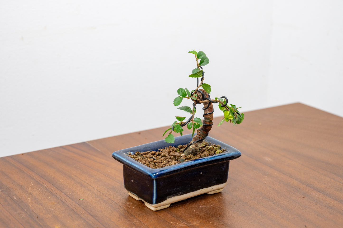 Chinese Elm 'MAME' Bonsai in 11 cm Dark Blue Ceramic Pot