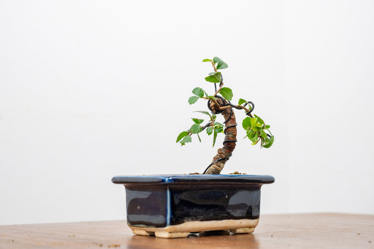 Chinese Elm 'MAME' Bonsai in 11 cm Dark Blue Ceramic Pot