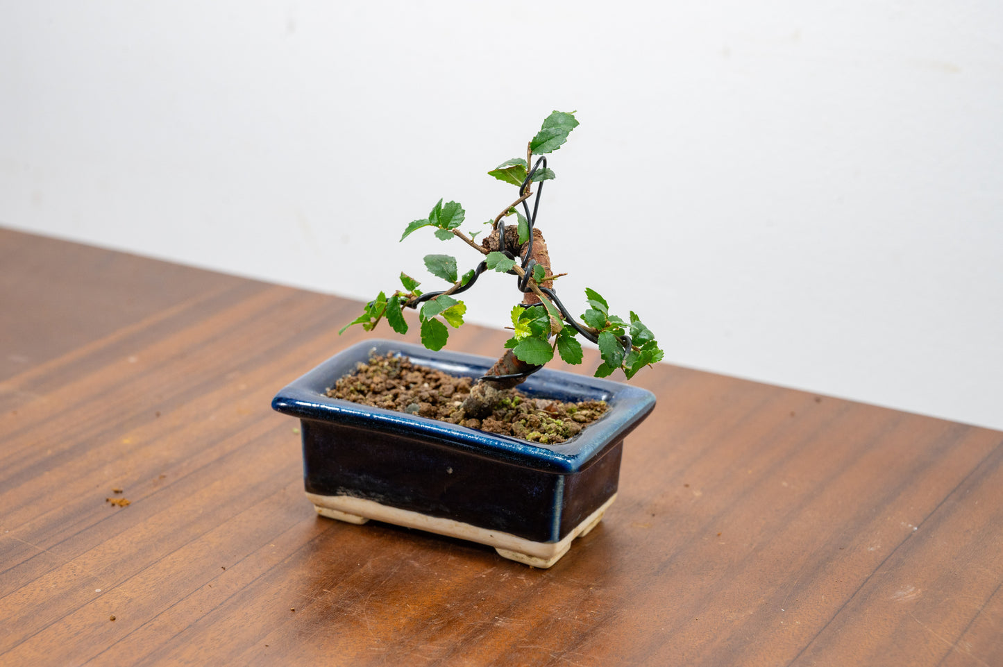 Chinese Elm 'MAME' Bonsai in 11 cm Dark Blue Ceramic Pot