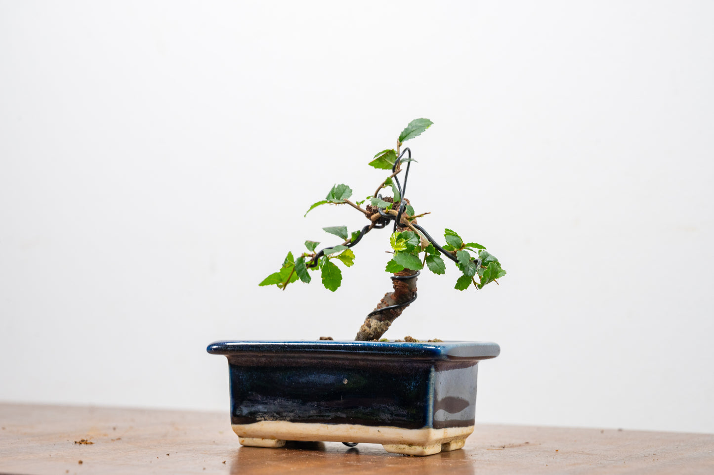 Chinese Elm 'MAME' Bonsai in 11 cm Dark Blue Ceramic Pot