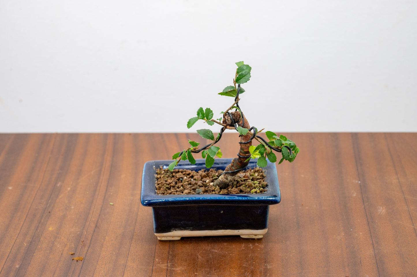Chinese Elm 'MAME' Bonsai in 11 cm Dark Blue Ceramic Pot