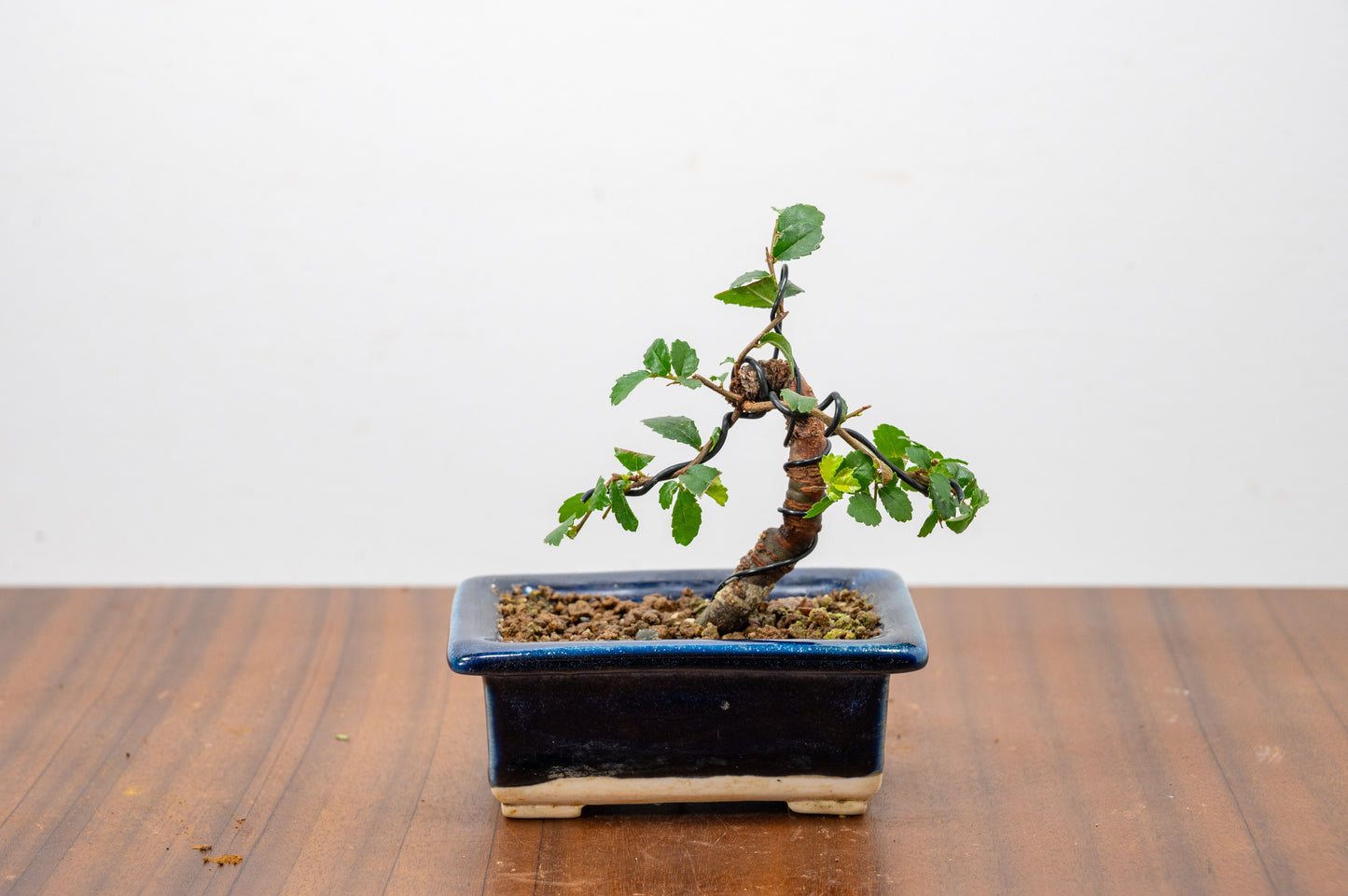 Chinese Elm 'MAME' Bonsai in 11 cm Dark Blue Ceramic Pot