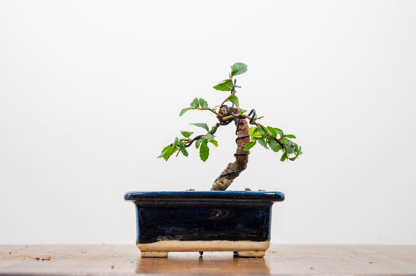 Chinese Elm 'MAME' Bonsai in 11 cm Dark Blue Ceramic Pot