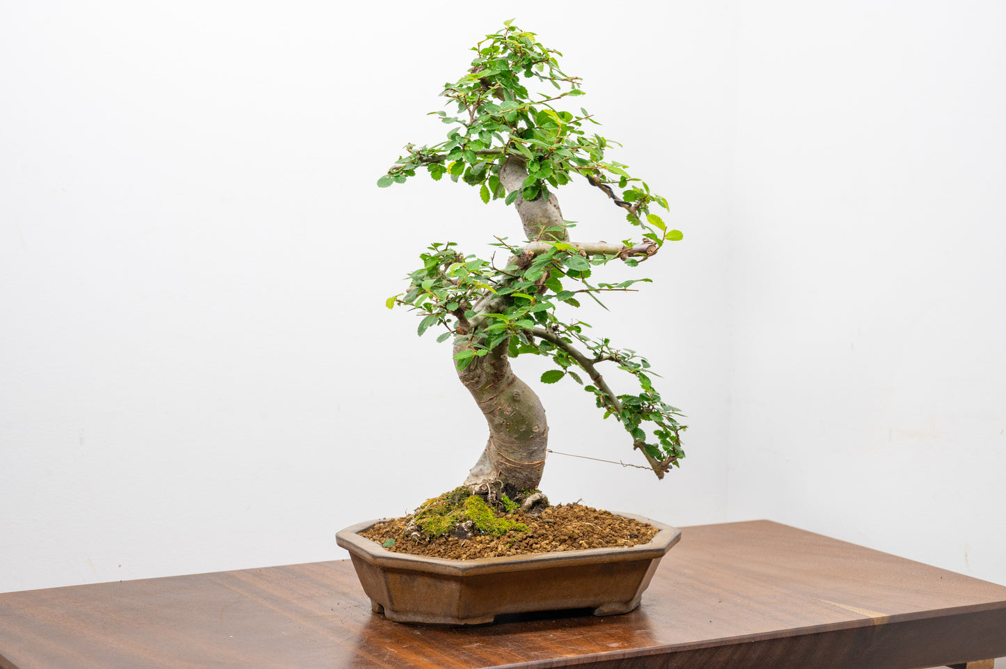 Chinese Elm Bonsai in 23cm Venus Brown Ceramic Dish+ Care Kit