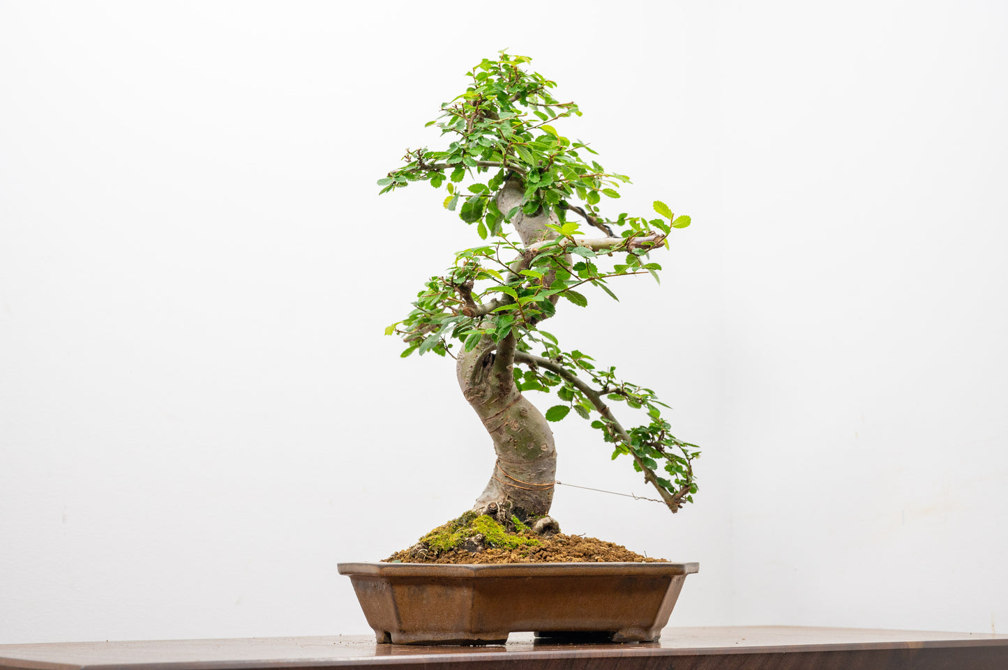 Chinese Elm Bonsai in 23cm Venus Brown Ceramic Dish+ Care Kit