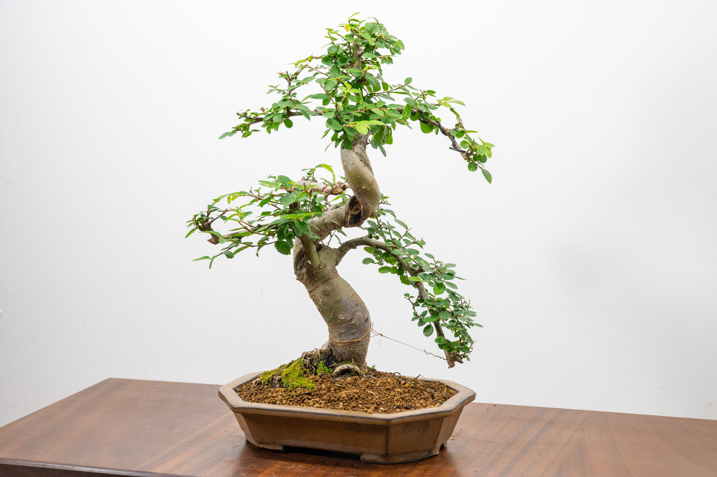 Chinese Elm Bonsai in 23cm Venus Brown Ceramic Dish+ Care Kit