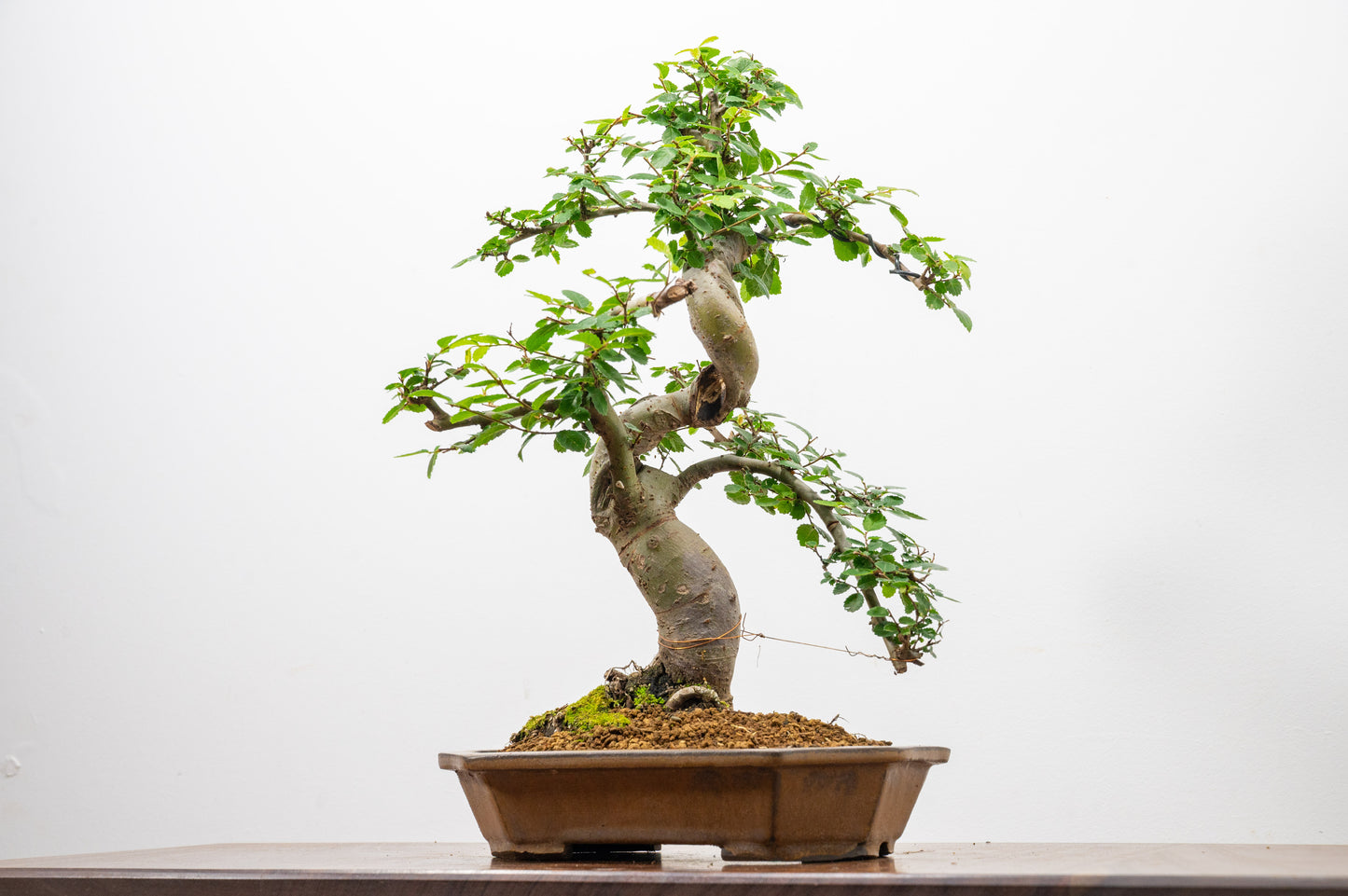 Chinese Elm Bonsai in 23cm Venus Brown Ceramic Dish+ Care Kit