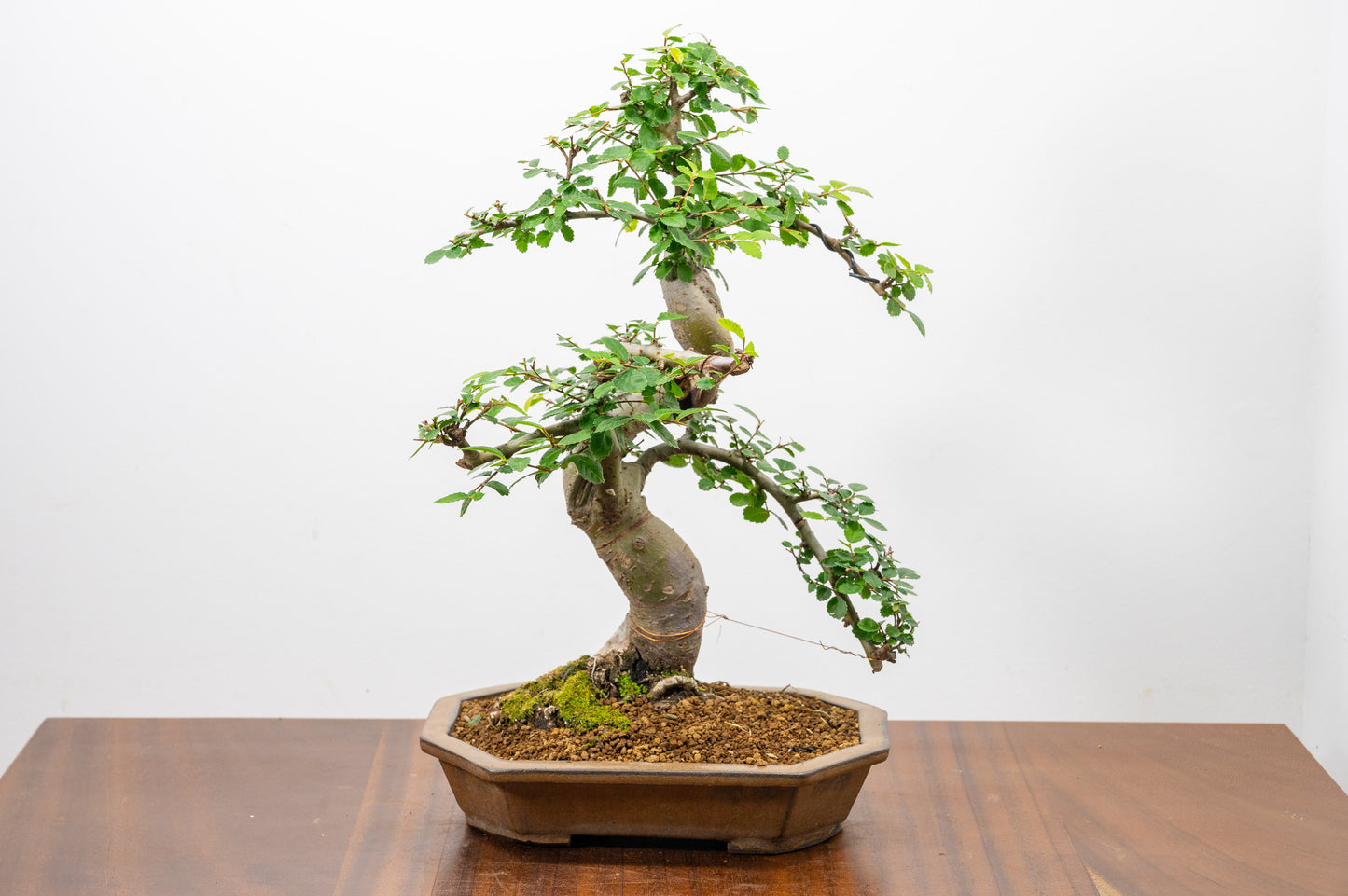 Chinese Elm Bonsai in 23cm Venus Brown Ceramic Dish+ Care Kit